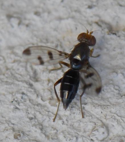 Geomyza tripunctata